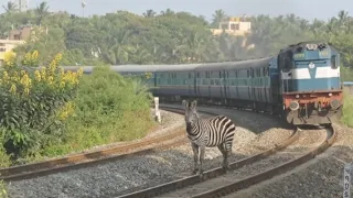 Train accident with zebra 🦓😳 | Don't watch the end😥