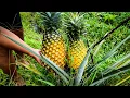 Lagu NANAS JUMBO, NANAS TERBESAR DI KEBUN YANG PERNAH BERBUAH