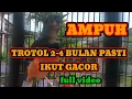 PANCINGAN AMPUH murai batu || Trotol usia 2-5 bulan Pasti Nyaut ikut Gacor..!!!