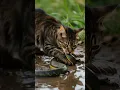 Download Lagu Cat Fangs Are Very Strong#cat #funny #cute #animals #kitten #snake #ai #cats #catlovers #catvideos