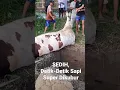 Download Lagu Detik-Detik Sapi Super dikubur. Dampak PMK #trending #trendingshorts #cow ternak sapi