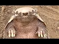 Download Lagu Meet Frank, hel'll change how you see armadillos