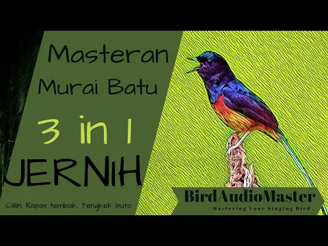 Download MP3 Masteran Favorit Murai Batu Suara Burung 3 in 1 | Jernih