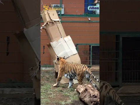 CUMAN 1 HARIMAU YANG BERANI SAMA MENARA KARDUS 3 METER INI?!