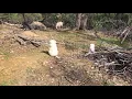 Great Pyrenees Puppies For Sale in Redding CA