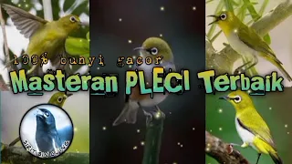 masteran pleci terbaik terapipleci plecigacor plecimania