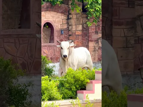Prithu Maharaj ka Aura 🗿 #cowsblike #talkingcow