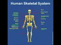 Skeletal System Human Skeleton Label Human Skeleton