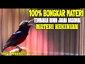 Download Lagu KOLIBRI NINJA GACOR JUARA NASIONAL FULL TEMBAKAN MEWAH ISIAN RAPET TAJAM