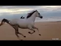 Download Lagu Kuda lari di pantai,kuda jingkrak,suara kuda,anak kuda,hewan ternak