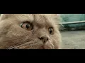 My lovable cat
