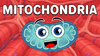 This Is The Powerhouse of the Cell! | KLT Anatomy