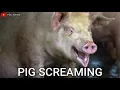 Download Lagu PIG SCREAMING suara babi menjerit
