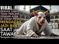 Download Lagu MEKAH LAGI GEGER!! Jemaah Haji Tiba-Tiba Menjadi Seekor B4b1 Saat Melakukan Tawaf | Kisah Inspiratif