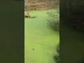 Eutrophication