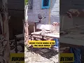 Download Lagu Burung pelatuk bawang masih anakan
