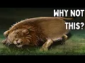 Why 99 Of Animals Are Symmetrical And Why 1 Aren t
