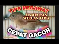 Download Lagu CARA MERAWAT BURUNG FLAMBOYAN AGAR CEPAT GACOR