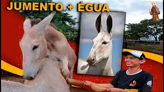 cruzamento de jumento e gua