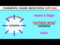 Prokaryotic Cells The Simplest Kind of Life