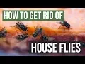 Download Lagu How to Get Rid of House Flies (4 Simple Steps)