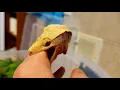 Angry Crested Gecko