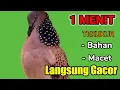 Download Lagu TEKUKUR LOKAL kuk 1 suara besar - SIULAN MERDU HAS MEMANGGIL 100% BIKIN RAME