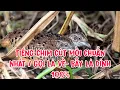 Download Lagu Tiếng Chim Cút Mồi Chuẩn Không Tạp Âm / Gọi Là Đến - Bẫy Là Dính 100%