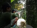 Download Lagu Hunting burung prukutut jarak 45 meter.. #berburu #solo #powerUklik.