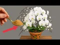 Download Lagu Voeg 1 theelepel suiker toe! De orchidee krijgt ineens 999 wortels en bloeit prachtig.