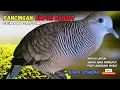 Download Lagu Perkutut Lokal Gacor Suara Kung Besar | Pancingan Semua Perkutut Agar Cepat Bunyi! | Zebra Dove 020