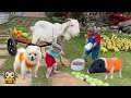 Download Lagu A happy week of YiYi and YinYin with friends