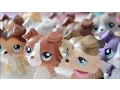 All Of My Littlest Pet Shop Collies