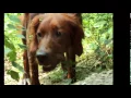 Download Lagu Divi, Irish Red Setter