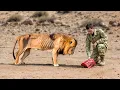 Download Lagu 99 Incredible Moments When Wild Animals Asked People for Help \u0026 Kindness
