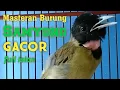 Masteran Burung Samyong Gacor Full Isian | Murai Batu | Cucak Ijo | Kacer | Kicau Burung Indonesia