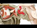 Abducens nerve Sixth Cranial Nerve Anatomy Animation - Course Function and Clinical Insights
