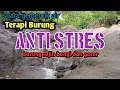 Download Lagu PATEN ALAMI!! Suara Gemercik Air Untuk Terapi Burung Macet Bunyi