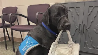 Canine Companions puppy raised in Ohio prison begins new job helping victims of crime Ready Pet GO