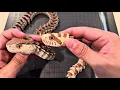 How to Make Realistic Glass Eyes for Snakes Dolls Taxidermy Step-by-Step Tutorial