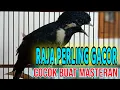 burung raja perling gacor