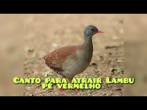 Download MP3 CANTO PARA ATRAIR LAMBU PÉ VERMELHO