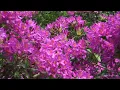 "Harmonic Cascade" from the album Golden Spiral - by Dean Evenson & Scott Huckabay