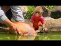 Download Lagu Monkey Bon Excitedly Joins Dad to Welcome New Friends!