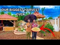 Lagu The New Look of Our Dream Home in Africa | Harvesting \u0026 Cooking What We Grew 🍲🌾
