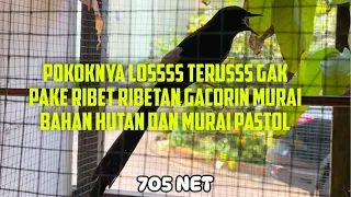 Hawanya Gerah , Mending Dengerin Suara Murai Gak Pake Setingan Katanya Katanya