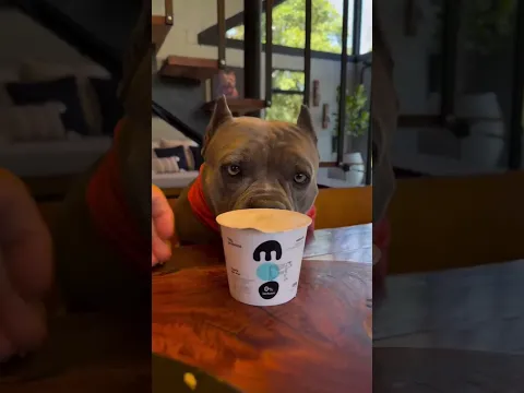 soy el perro pipí kiwi más guapo? #viral #perros #perrofeliz #dúo