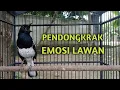 Lagu Suara burung Kacer ngeplong ini paling ampuh untuk pancingan Kacer agar emosi