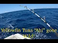 Download Lagu Catching Yellowfin Tuna \
