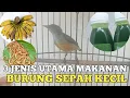 Download Lagu 3 JENIS UTAMA MAKANAN BURUNG SEPAH KECIL